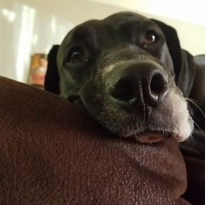 Meet your Posher, Harrison